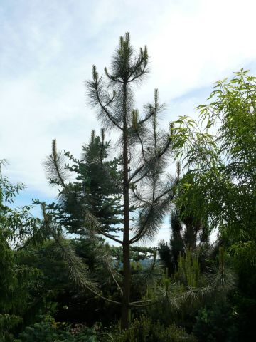 Pinus ponderosa 'Penz'